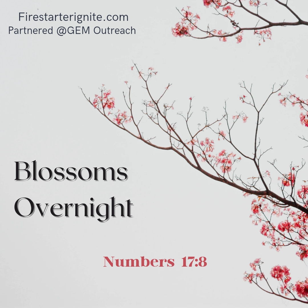 Blossoms Overnight