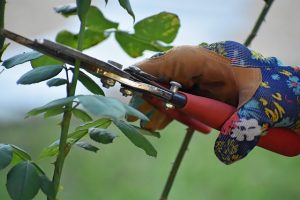 Pruning Season