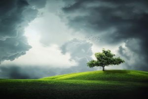 tree, clouds, fields-832079.jpg