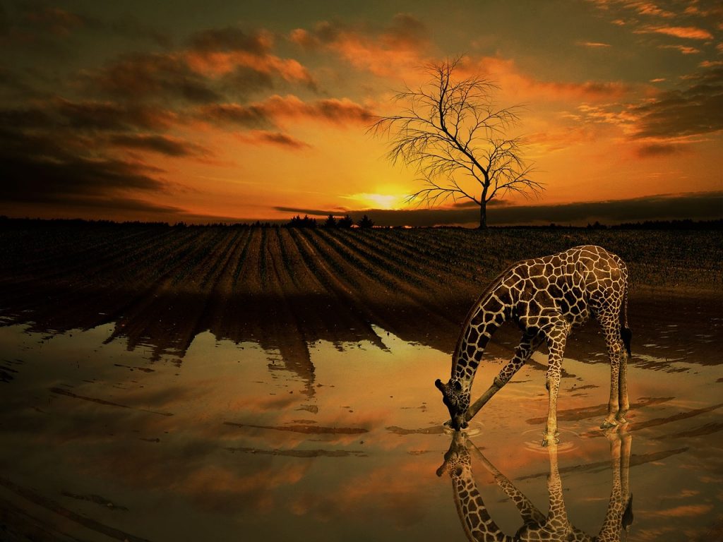 giraffe, water, tree-895882.jpg