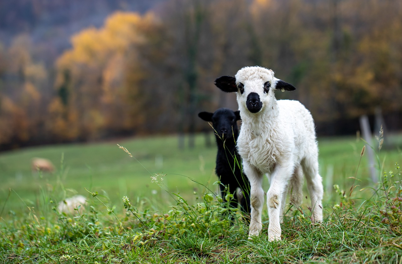 lamb, sheep, animals-5733685.jpg