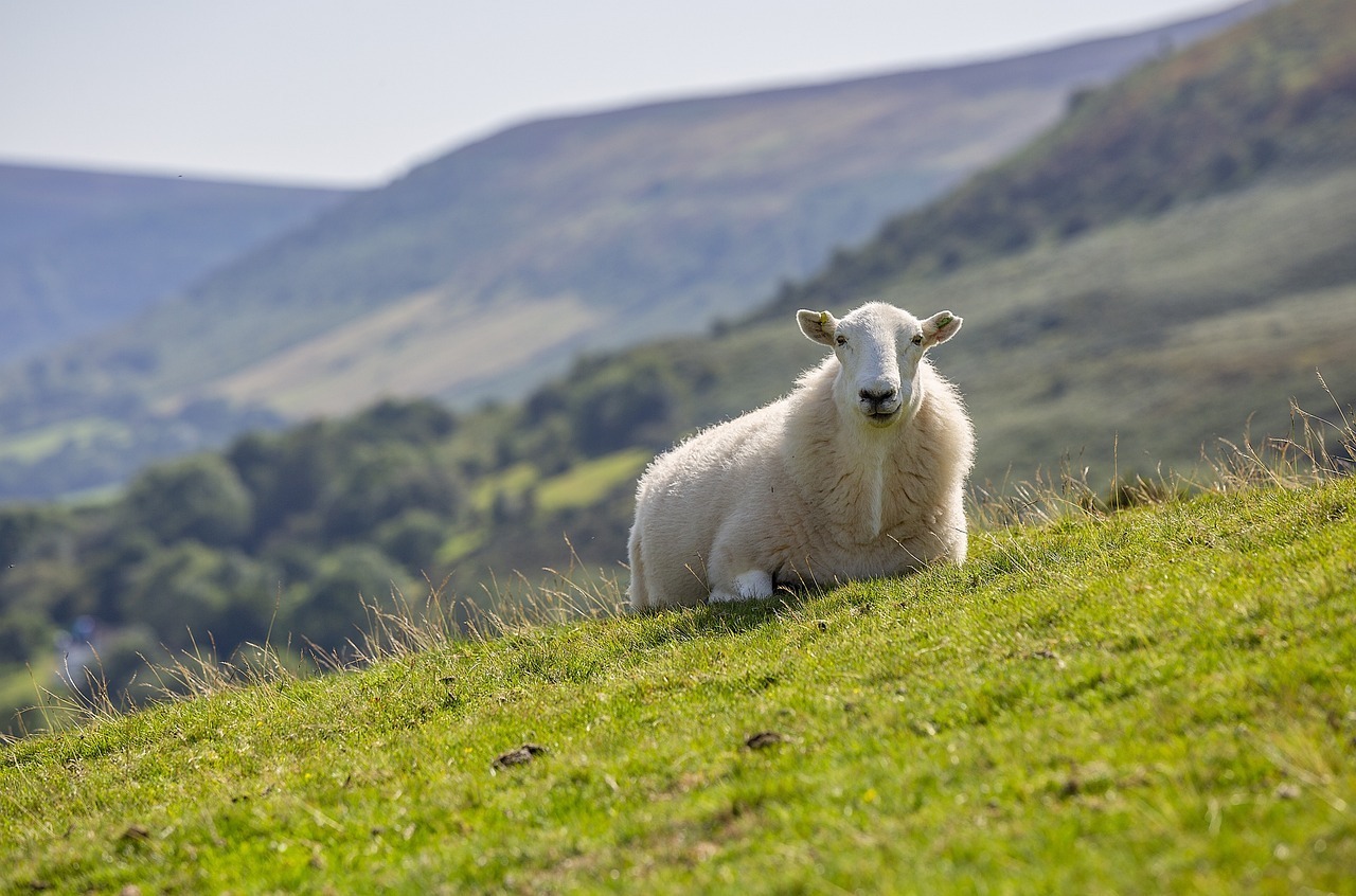 sheep, animal, mammals-4615685.jpg