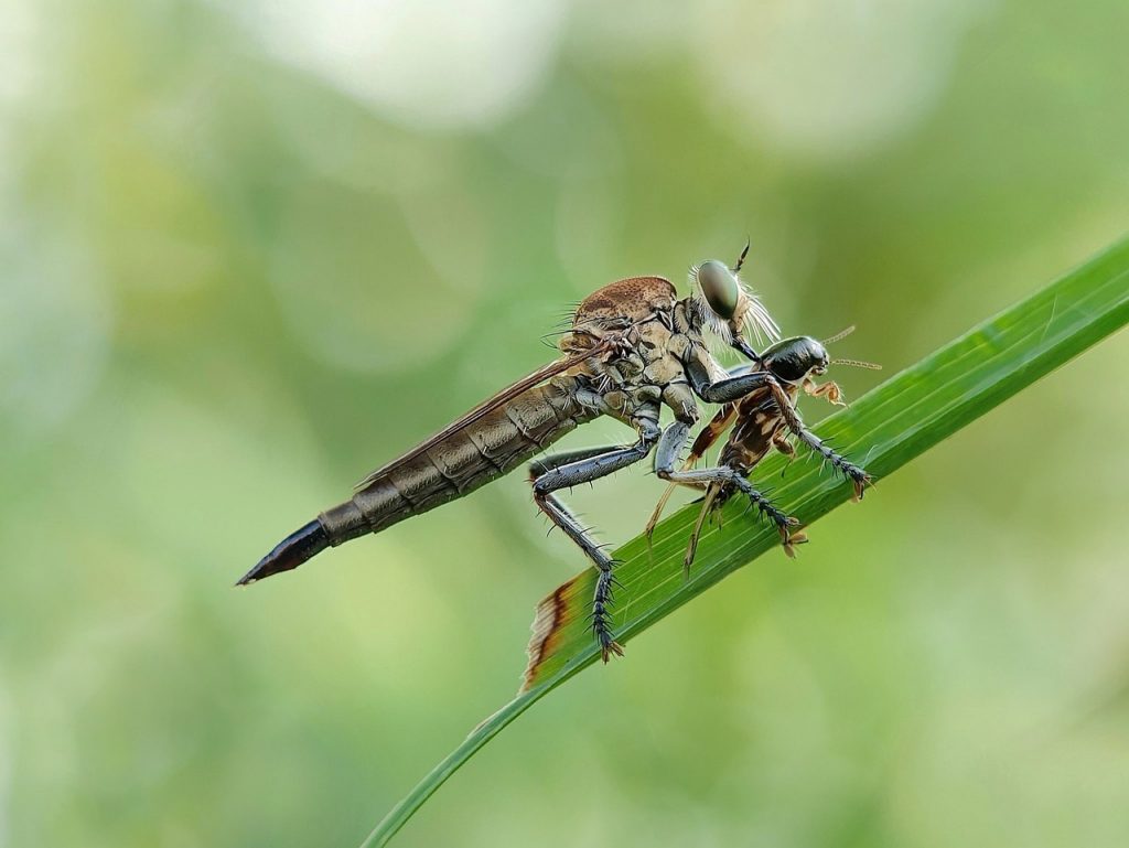 insects, mantis, locust-6605793.jpg