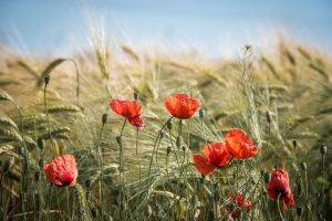 summer, field, nature-2404769.jpg