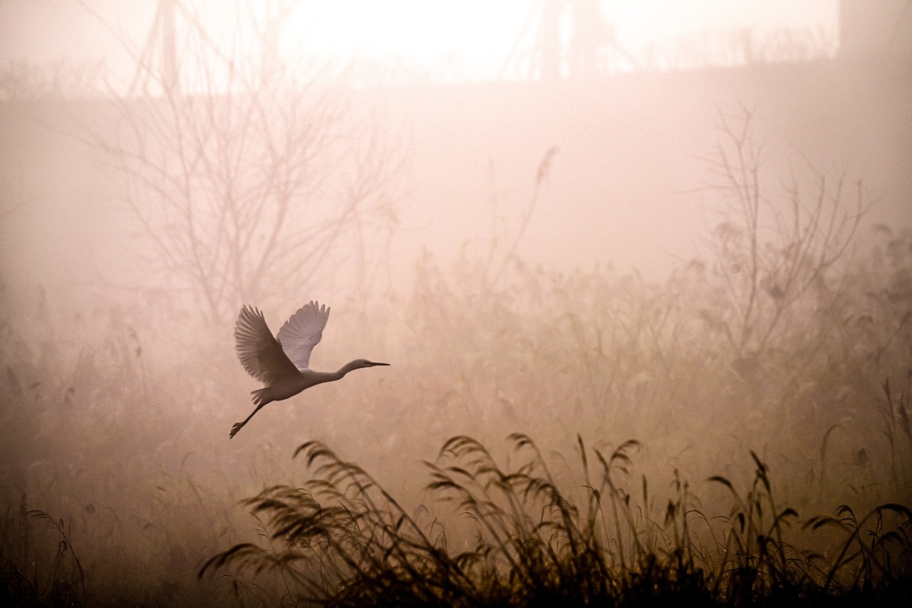 egret, flying, fog-5937499.jpg